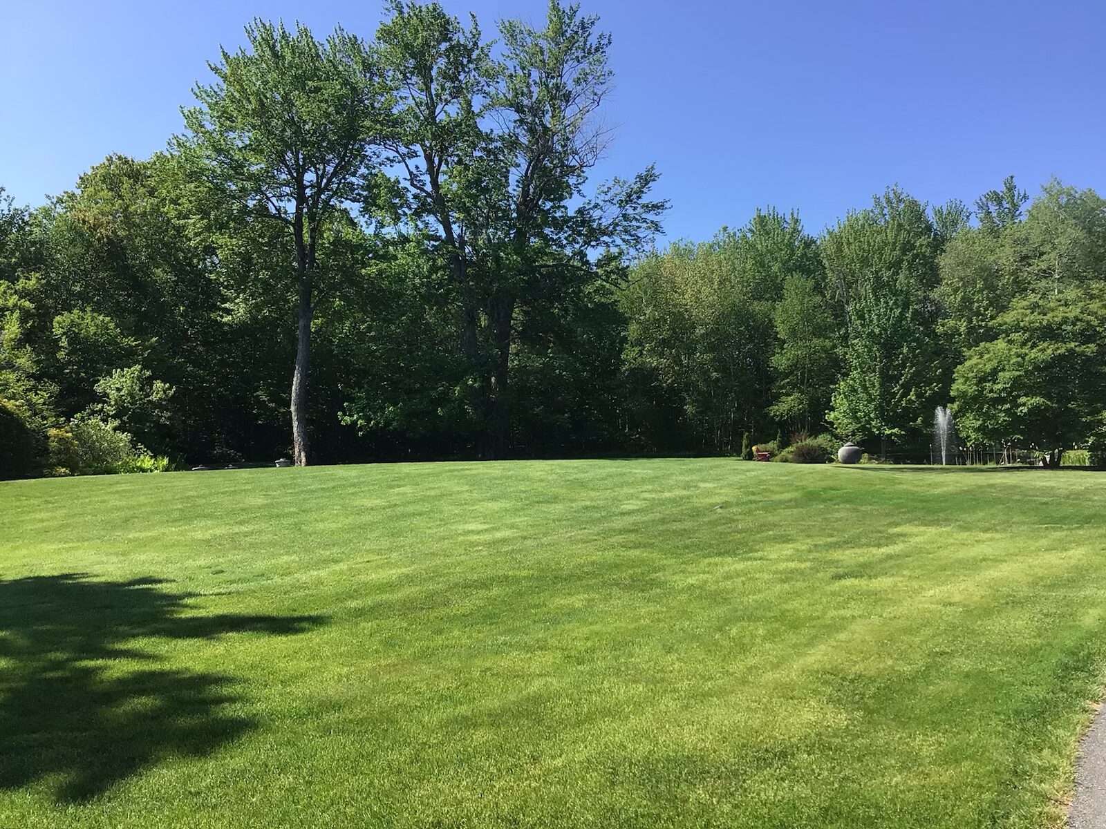 Core aeration plugs scattered across a green lawn