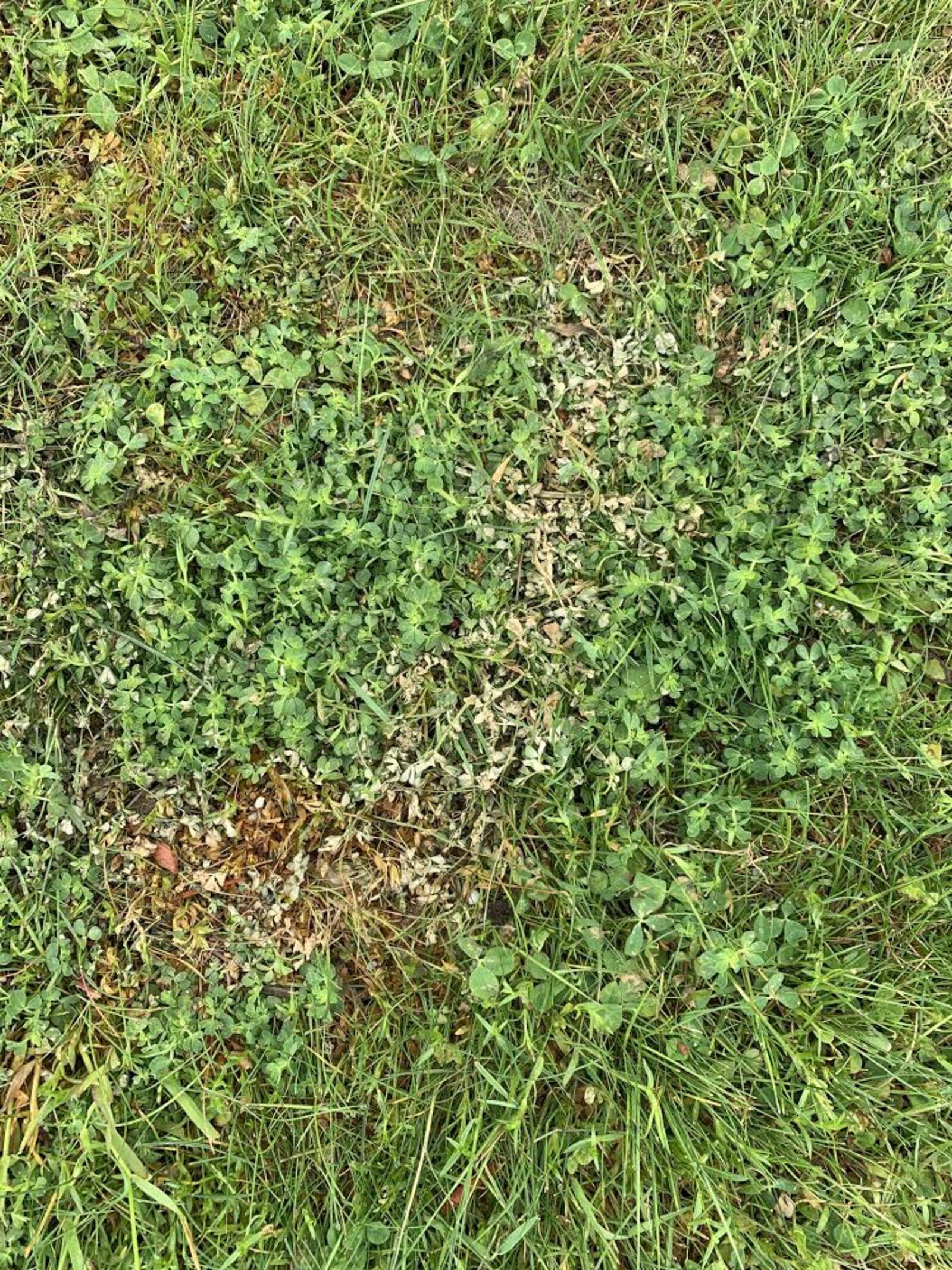 A healthy, disease-free lawn
