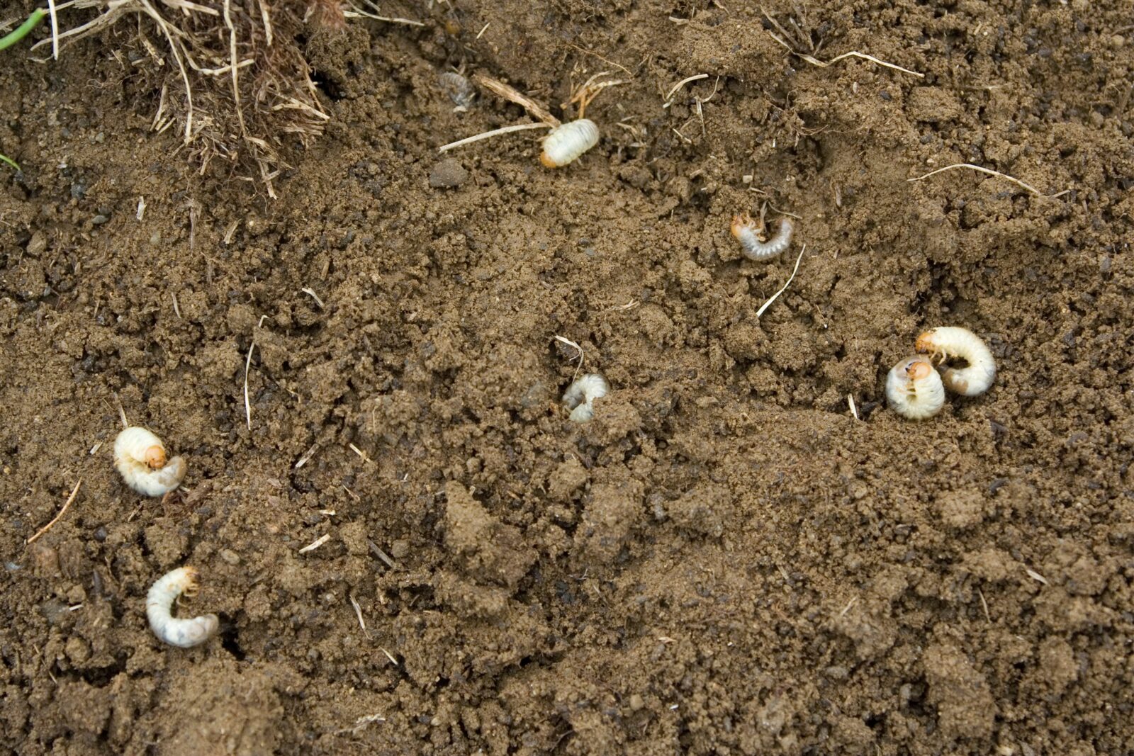 A thick, healthy lawn protected from grubs