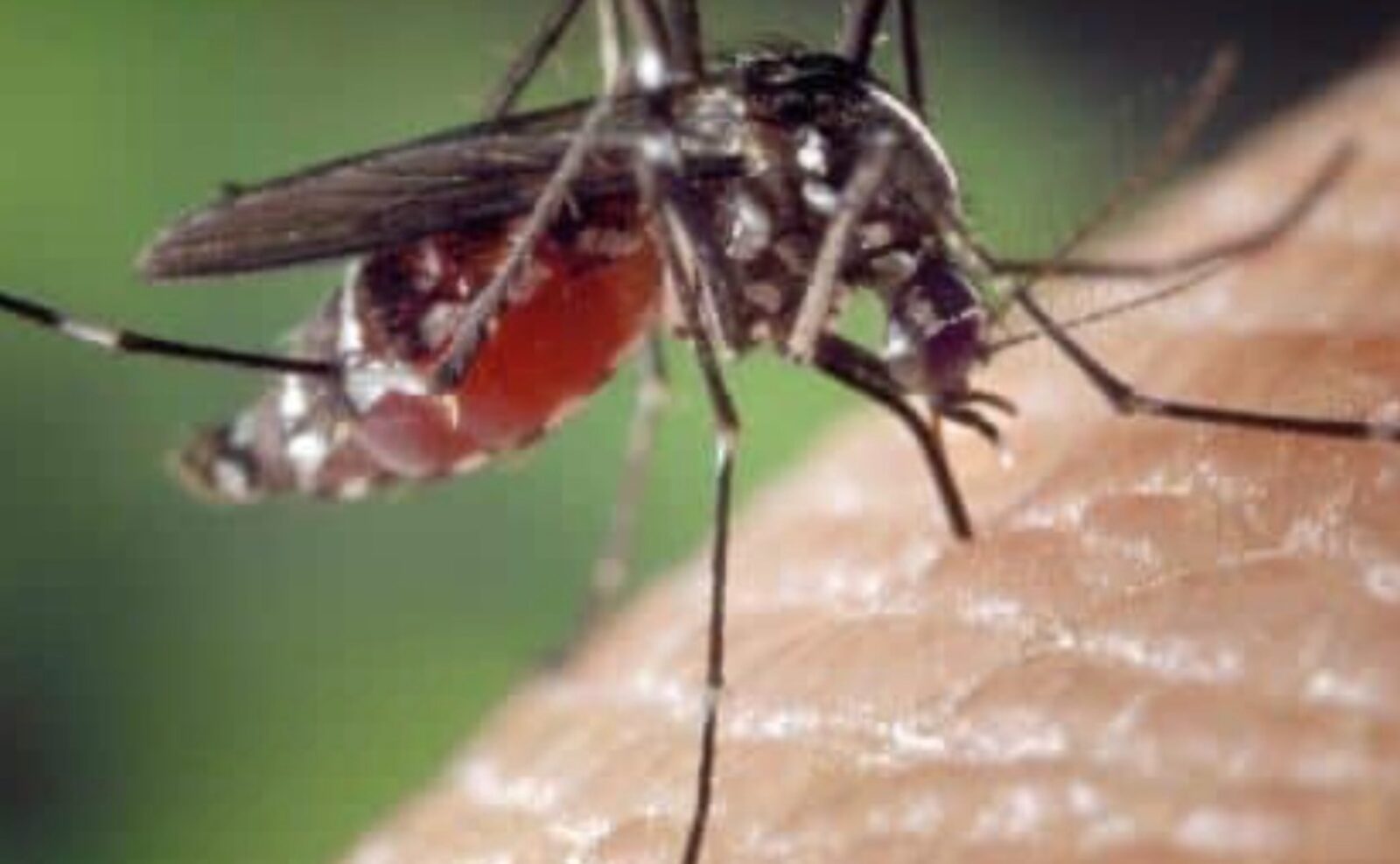 Outdoor living protected from mosquitoes