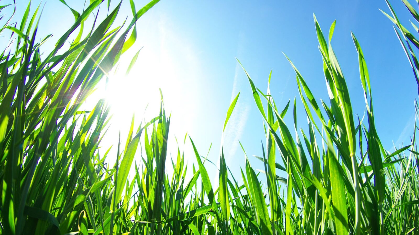 Commercial lawn care and turf management on a Maine property