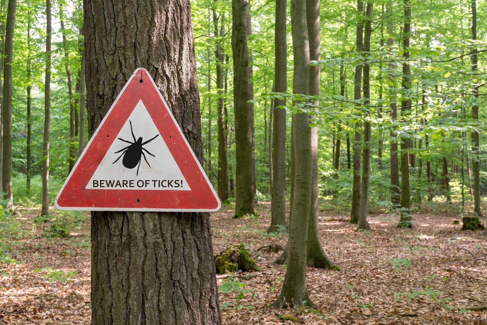 Outdoor living space protected from pests