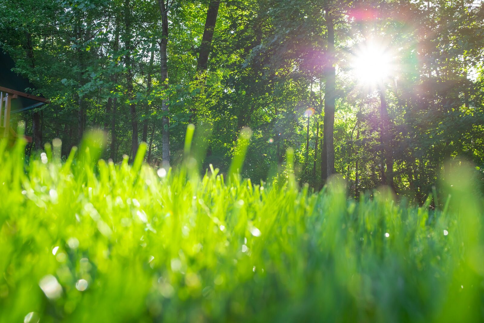 Tree and shrub care at a commercial site