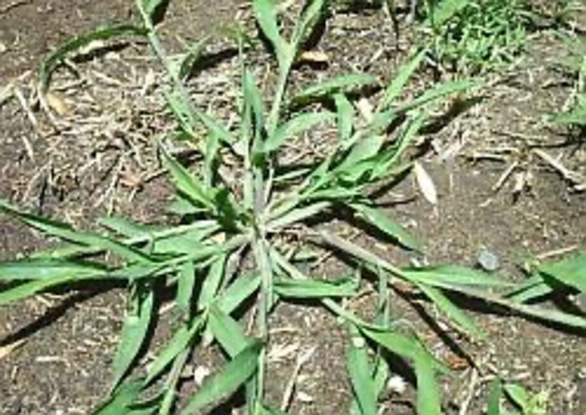 Spot-spraying weeds in a Maine lawn